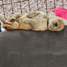 Blue Boy - Apricot male Goldendoodle puppy in Lumberton, Texas from SETX Doodle Den LLC