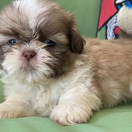 Boy 3 - male Shih Tzu puppy in Troy, Michigan from "Shihtzu Best Friend"