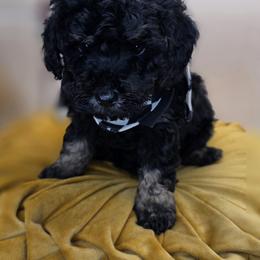 Peter - Phantom male Goldendoodle puppy in Decatur, Tennessee from Diamond's Doodles