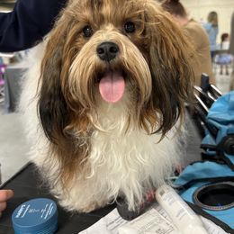 Ollie - Havanese