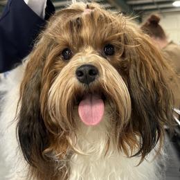 Ollie - Havanese