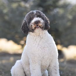 Brodie - Poodle