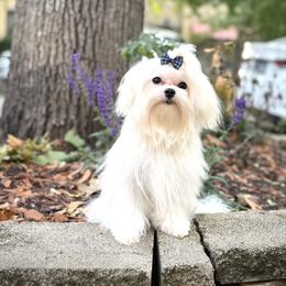 Louis - White male Maltese puppy in Chicago, Illinois from Leona's Maltese