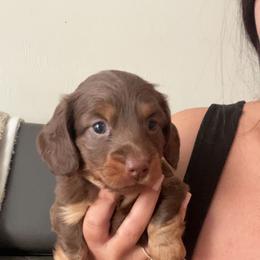 Dachshund and French Bulldog Puppies from Trust Fund Devil Kennel