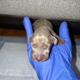 Echo - Fawn (isabella) and tan female Dachshund puppy in Orlando, Florida from Metro Doxies of Orlando