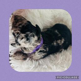 Miss Purple - Blue merle female Aussiedoodle puppy in Taylor, Missouri from Pawsitively Doodles