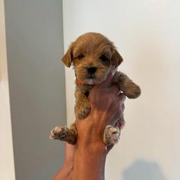 Butterfly - Cream female Goldendoodle puppy in Payson, Utah from Country Sky Doodles