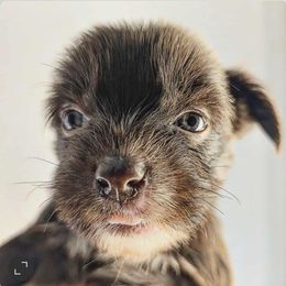 DaoDog Lauma  The Sweet Chocolate - Chocolate female Chinese Crested puppy in Highland Park, Michigan from Family Kennel Dao Dog