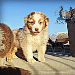 Australian Shepherd, Miniature American Shepherd, and Miniature Australian Shepherd Puppies from Copper Sky Aussies & Mini American Shepherds