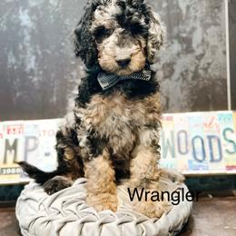 Wrangler - Merle male Goldendoodle puppy in Pasco, Washington from Camp Doodle Woods