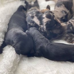 Dachshund Puppies from Hart Dachshunds