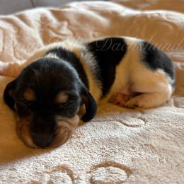 Luna - Piebald female Dachshund puppy in Jonesboro, Illinois from Twin Hills Dachshunds