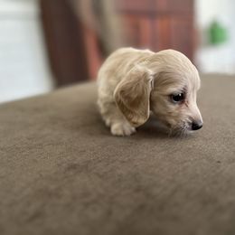 Gio - Cream male Dachshund puppy in Sebring, Florida from Mini Weenies