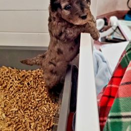 Aussiedoodle and Bernedoodle Puppies from Color Country Doodles