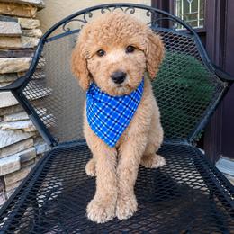 Rocky - Apricot male Goldendoodle puppy in Sanford, Florida from Florida Coast Golden Doodles