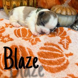 Blaze - Tricolors male French Bulldog puppy in Peoria, Arizona from A Quality French Bulldogs AZ
