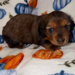Gordy - Chocolate male Dachshund puppy in Humphreys, Missouri from Foster’s Dachshunds