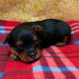 Koda - Blue and gold male Yorkshire Terrier puppy in Monticello, Iowa from Ashley’s Puppies