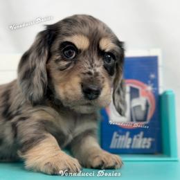 Suavitel - Dapple female Dachshund puppy in Chandler, Arizona from Vonaducci Doxies, LLC.