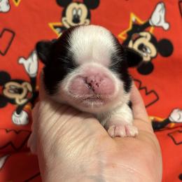 Collin - Black and white male Shih Tzu puppy in Sharon, Pennsylvania from Keystone Danes and Shih tzus