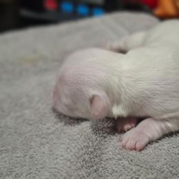 Dolly - Cream and white female Chihuahua puppy in Gray, Louisiana from Chi Chi's Place LLC
