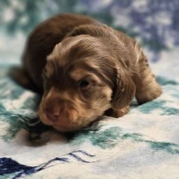 Boy 2 - Chocolate and cream Dachshund puppy in Ethel, Washington from Mickey's Miracle Doxies
