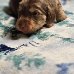 Boy 2 - Chocolate and cream Dachshund puppy in Ethel, Washington from Mickey's Miracle Doxies