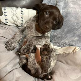 Girl 3 - Liver roan female German Shorthaired Pointer puppy in Troy, North Carolina from Uwharrie GSP
