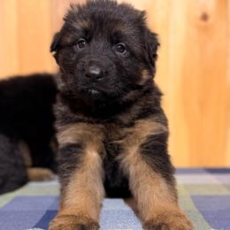 Couersy - Black and red female German Shepherd puppy in Lexington, Virginia from Stahlhaus ( Previously Buffelbach Farmstead Shepherds)