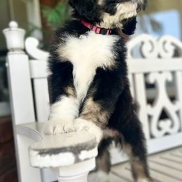 Bernedoodle Puppies from Doodle Dogs KY