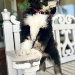 Bernedoodle Puppies from Doodle Dogs KY