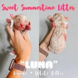 Luna White Collar - Fawn and white female Sheepadoodle puppy in Republic, Missouri from DOOD & Co