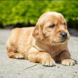 Neo - Dark golden male Golden Retriever puppy in Saint Joe, Indiana from Golden Acres Farm