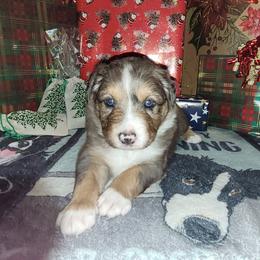 Hazel - Sable merle female Border Collie puppy in Morgan, Texas from Shooting Star Ranch