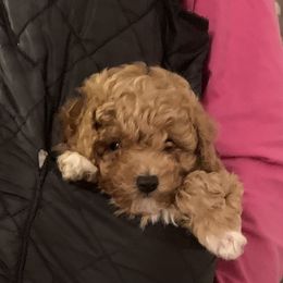 Cockapoo and Poodle Puppies from Top Shelf Toy Dogs