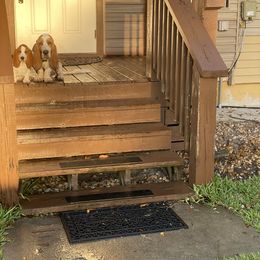 Basset Hound Puppies from Fancy Hounds