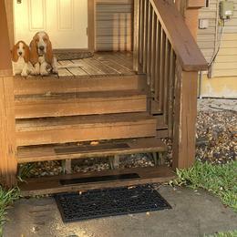 Basset Hound Puppies from Fancy Hounds