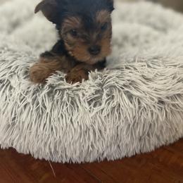 Yorkshire Terrier Puppies from Crystal Garden Yorkies