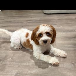Cavapoo, Cockapoo, Cocker Spaniel, Goldendoodle, and Golden Retriever Puppies from Hunting Creek Farm & Kennel