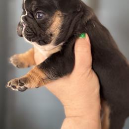 Black and Tan Purple Collar - Black and tan female French Bulldog puppy in Harmony, North Carolina from Schuster Haus