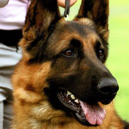 German Shepherds from Beau Chien Kennels
