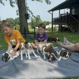Brittany Puppies from Rocking L Farms