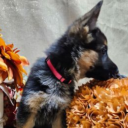 Julez - Black and red female German Shepherd puppy in Big Rapids, Michigan from Misty Hills German Shepherds