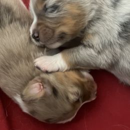 Australian Shepherd Puppies from Dream E River Ranch