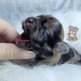 Bramble - Merle female Morkie puppy in Barren Springs, Virginia from Seeking Shalom Acres Maltese, Maltipoos & Havamalts
