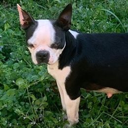 Boston Terriers and Yorkshire Terriers from Bennett Farm