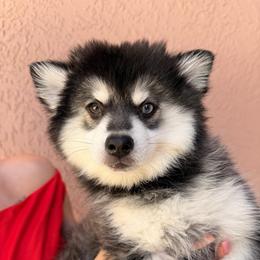 Patriot - Black and white male Pomsky puppy in Spring Hill, Florida from Besties Paw Life