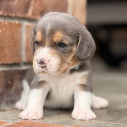 Kibbles - Blue tan and white male Beagle puppy in Mansfield, Missouri from Rippee Creek Kennel