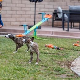 Border Terriers and Whippets from Tumbleweed