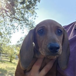 Rose Girl - Red female Dachshund puppy in Boyd, Texas from Rachel's Dachshunds